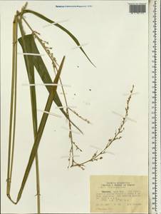 Setaria megaphylla (Steud.) T.Durand & Schinz, Африка (AFR) (Эфиопия)