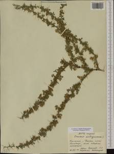 Ononis spinosa subsp. antiquorum (L.)Briq., Западная Европа (EUR) (Болгария)