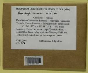 Brachythecium udum I. Hagen, Гербарий мохообразных, Мхи - Северный Кавказ и Предкавказье (B12) (Россия)