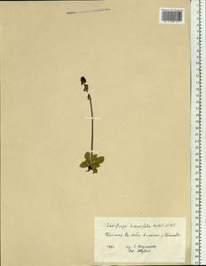 Micranthes hieraciifolia (Waldst. & Kit.) Haw., Сибирь, Центральная Сибирь (S3) (Россия)