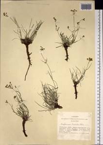 Володушка двустебельная Helm, Сибирь, Алтай и Саяны (S2) (Россия)