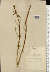 Aconitum lycoctonum subsp. lasiostomum (Rchb.) Warncke, Восточная Европа (без точных пунктов) (E0) (Россия)