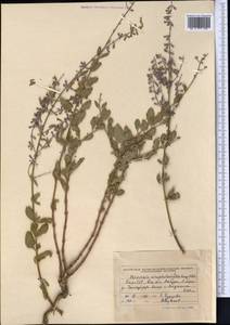 Salvia scrophulariifolia (Bunge) B.T.Drew, Средняя Азия и Казахстан, Памир и Памиро-Алай (M2) (Киргизия)
