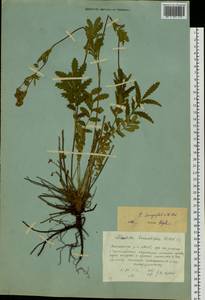 Лапчатка длиннолистная Willd., Сибирь, Якутия (S5) (Россия)