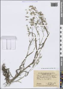 Костер переменчивый, Костер изменчивый Schrad., Сибирь, Дальний Восток (S6) (Россия)