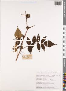 Rubus inopertus (Diels) Focke, Зарубежная Азия (ASIA) (Вьетнам)