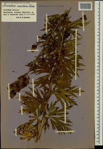 Aconitum variegatum subsp. nasutum (Fischer ex Rchb.) Götz, Кавказ, Азербайджан (K6) (Азербайджан)