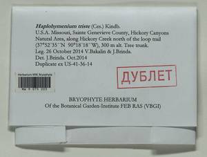 Haplohymenium triste (Ces.) Kindb., Гербарий мохообразных, Мхи - Америка (BAm) (США)