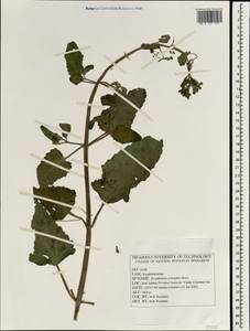 Scrophularia crenophila Boiss., Зарубежная Азия (ASIA) (Иран)