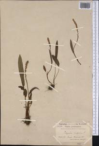 Змеевик живородящий, Горец живородящий (L.) Delarbre, Америка (AMER) (Гренландия)