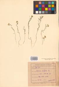 Плоскоплодник льнолистный (Stephan ex Willd.) DC., Восточная Европа, Центральный лесостепной район (E6) (Россия)