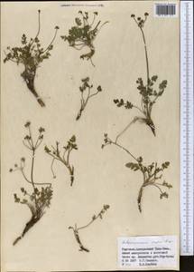 Бороздоплодник простой Rupr., Средняя Азия и Казахстан, Северный и Центральный Тянь-Шань (M4) (Киргизия)