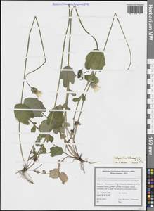 Willemetia tuberosa Fisch. & C.A.Mey. ex DC., Зарубежная Азия (ASIA) (Иран)
