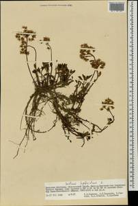 Очиток гибридный (L.) 't Hart, Монголия (MONG) (Монголия)