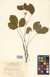 Костяника каменистая L., Восточная Европа, Восточный район (E10) (Россия)