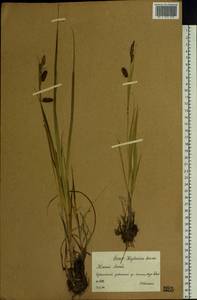 Осока памирская двоякоокрашенная Malyschev, Сибирь, Западный (Казахстанский) Алтай (S2a) (Казахстан)