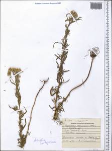 Achillea salicifolia subsp. salicifolia, Средняя Азия и Казахстан, Северный и Центральный Казахстан (M10) (Казахстан)