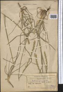 Плевел многолетний L., Средняя Азия и Казахстан, Западный Тянь-Шань и Каратау (M3) (Узбекистан)