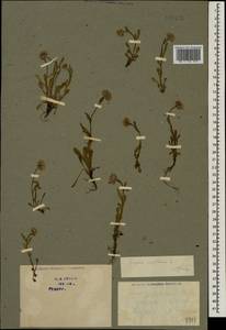 Мелколепестник одноцветковый L., Кавказ, Грузия (K4) (Грузия)