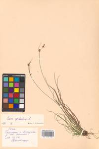 Осока шаровидная L., Сибирь, Дальний Восток (S6) (Россия)