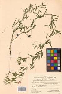 Lathyrus palustris subsp. palustris, Сибирь, Дальний Восток (S6) (Россия)