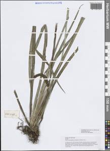 Acorus gramineus Aiton, Зарубежная Азия (ASIA) (Вьетнам)