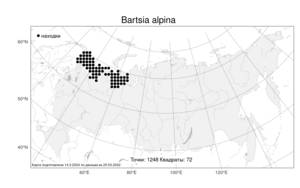 Bartsia alpina, Бартсия альпийская L., Атлас флоры России (FLORUS) (Россия)