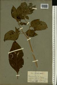 Красавка белладонна L., Кавказ, Грузия (K4) (Грузия)