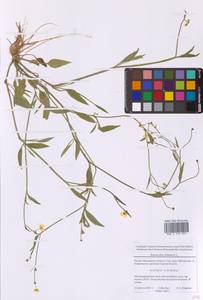 Лютик жгучий, Прыщинец L., Восточная Европа, Московская область и Москва (E4a) (Россия)