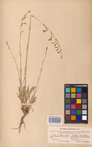 Смолевка зеленоцветковая (Willd.) Ehrh., Восточная Европа, Латвия (E2b) (Латвия)