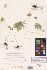 Борец железистый Rapaics, Сибирь, Чукотка и Камчатка (S7) (Россия)