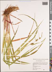 Carex utriculata Boott, Сибирь, Дальний Восток (S6) (Россия)