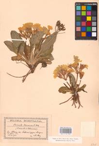 Primula × polyantha Mill., Западная Европа (EUR) (Босния и Герцеговина)