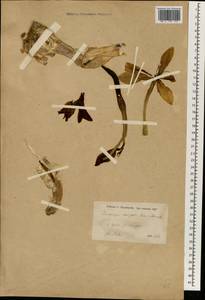 Sternbergia clusiana (Ker Gawl.) Ker Gawl. ex Spreng., Зарубежная Азия (ASIA) (Иран)