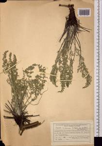 Порезник серый (Stephan ex Willd.) O. Fedtsch. & B. Fedtsch., Сибирь, Западный (Казахстанский) Алтай (S2a) (Казахстан)
