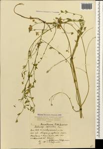 Medicago lessingii Fisch. & C.A.Mey. ex Kar., Кавказ, Армения (K5) (Армения)