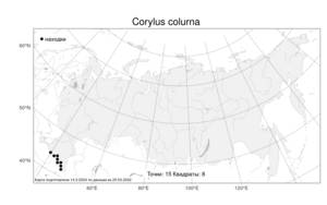 Corylus colurna, Орешник древовидный, Лещина древовидная L., Атлас флоры России (FLORUS) (Россия)