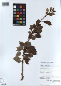 Populus nigra × sibirica, Сибирь, Алтай и Саяны (S2) (Россия)