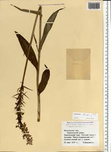 Dactylorhiza maculata subsp. fuchsii (Druce) Hyl., Восточная Европа, Северный район (E1) (Россия)