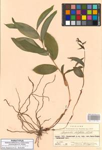 Epipactis persica (Soó) Hausskn. ex Nannf., Кавказ, Азербайджан (K6) (Азербайджан)