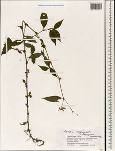 Koenigia campanulata (Hook. fil.) T. M. Schust. & Reveal, Зарубежная Азия (ASIA) (Непал)