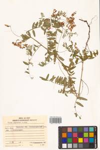 Горошек японский A.Gray, Сибирь, Дальний Восток (S6) (Россия)