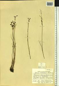 Juncus alpinoarticulatus subsp. rariflorus (Hartm.) Holub, Сибирь, Дальний Восток (S6) (Россия)