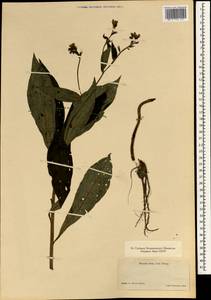 Boraginaceae, Зарубежная Азия (ASIA) (Япония)