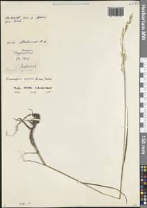 Костер береговой Rehmann, Кавказ, Северная Осетия, Ингушетия и Чечня (K1c) (Россия)