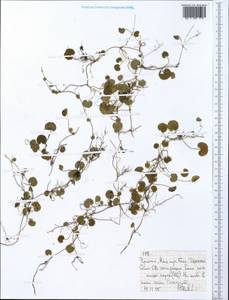 Magnoliopsida, Африка (AFR) (Эфиопия)