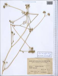 Eriocycla staurophylla (Rech. fil.) Rech. fil., Средняя Азия и Казахстан, Копетдаг, Бадхыз, Малый и Большой Балхан (M1) (Туркмения)