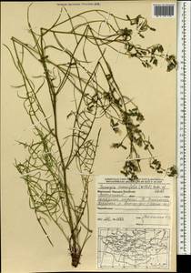 Crepidiastrum tenuifolium (Willd.) Sennikov, Монголия (MONG) (Монголия)