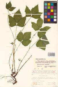 Костяника каменистая L., Восточная Европа, Белоруссия (E3a) (Белоруссия)