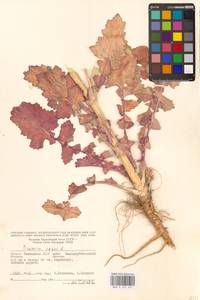 Брюква, Рапс L., Восточная Европа, Нижневолжский район (E9) (Россия)